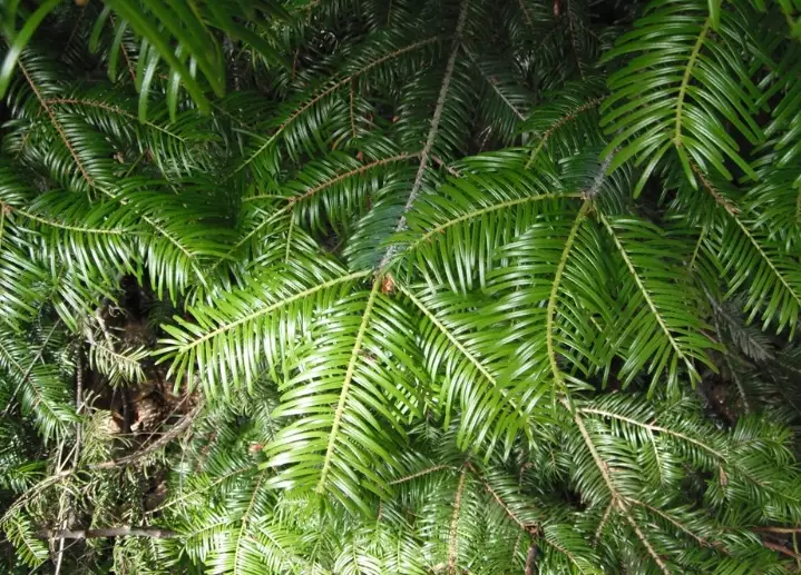 abies grandis identification