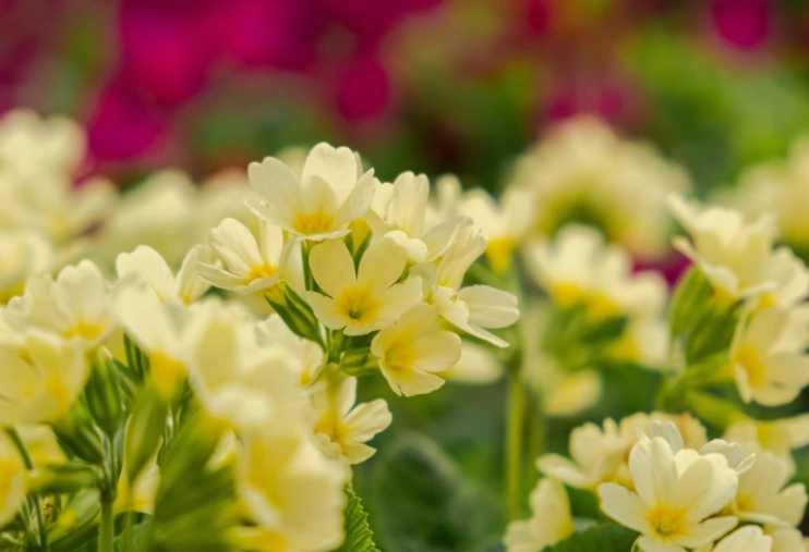 primrose plant care