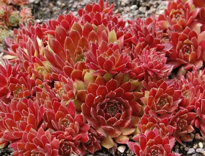 sempervivum varieties