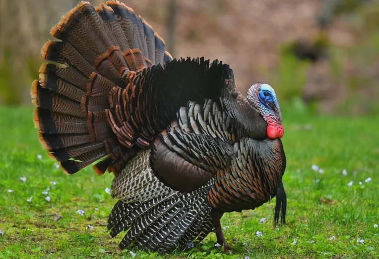 snake's head fritillary planting