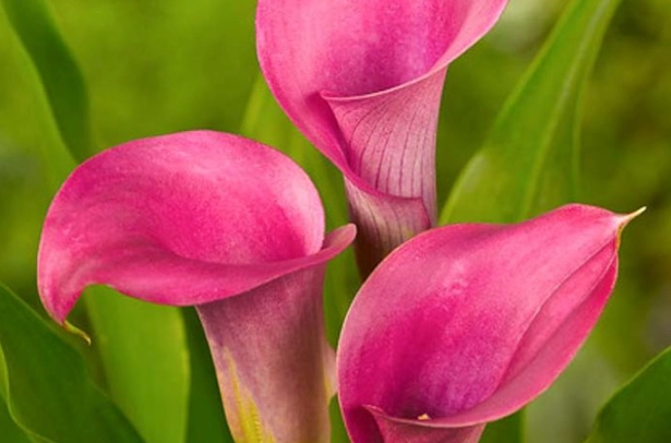 pink calla lily care