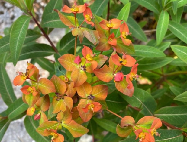 types of euphorbia plants