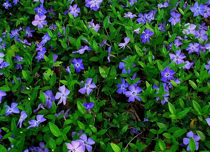 perennial vinca care