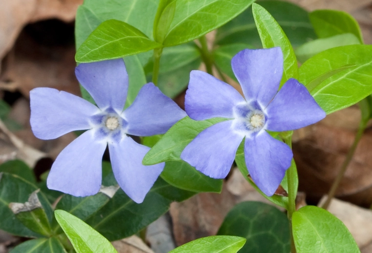 perennial vinca care