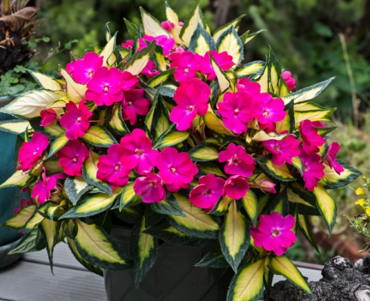 growing impatiens