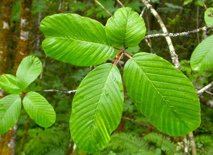 rhamnus purshiana side effects