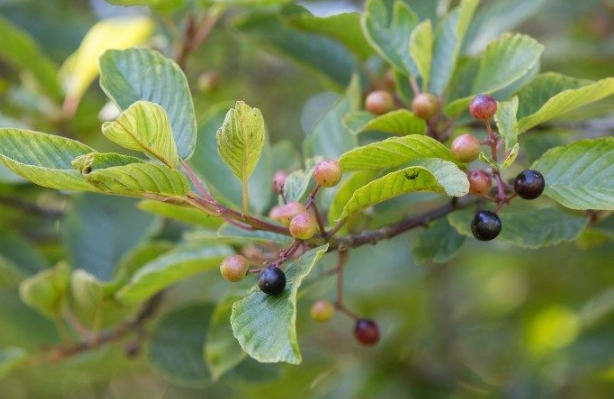 natural constipation relief