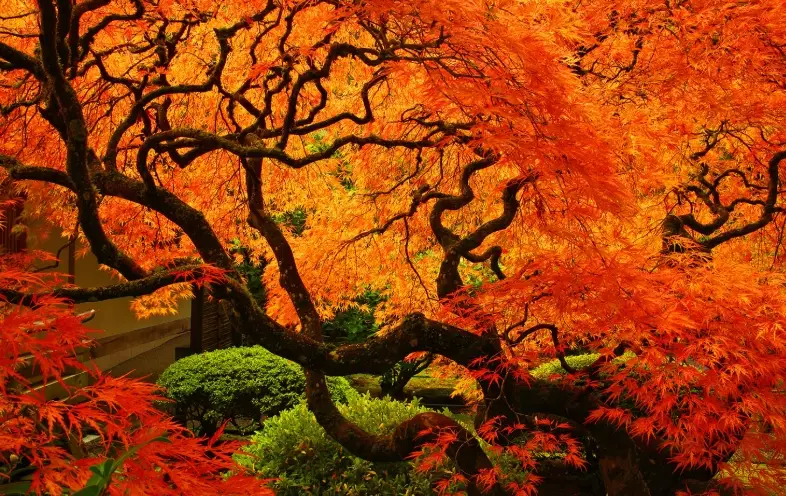 Japanese maple Portland Oregon