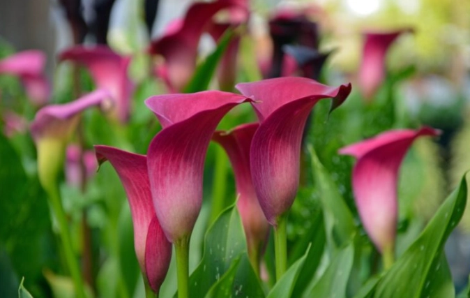 zantedeschia aethiopica pink