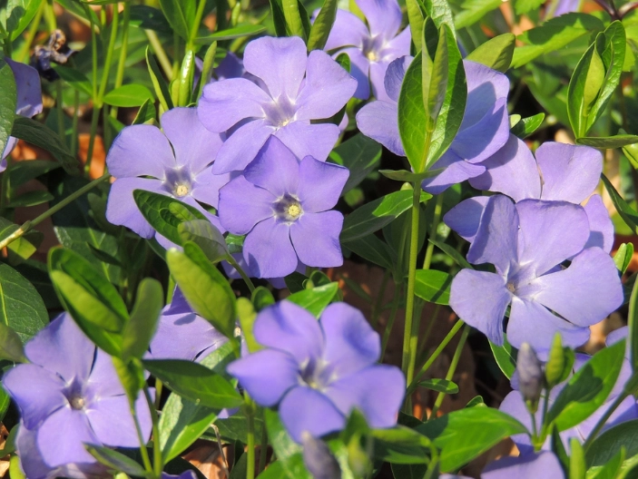 vinca minor ground cover