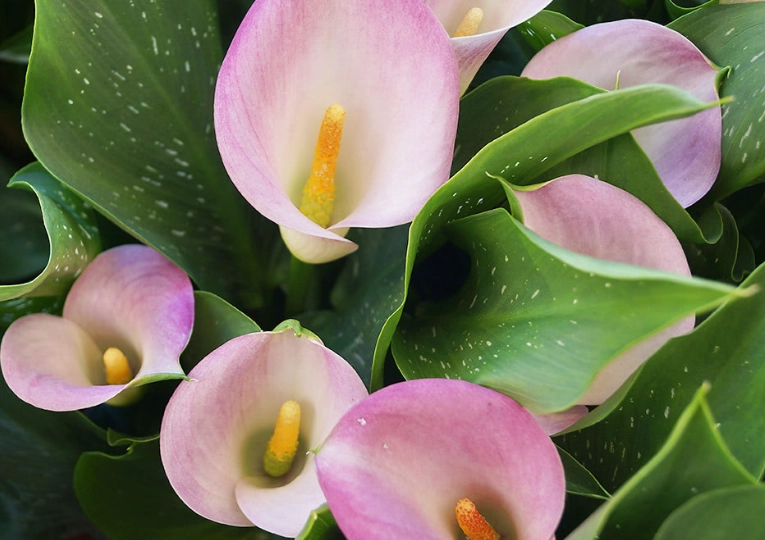 zantedeschia aethiopica pink