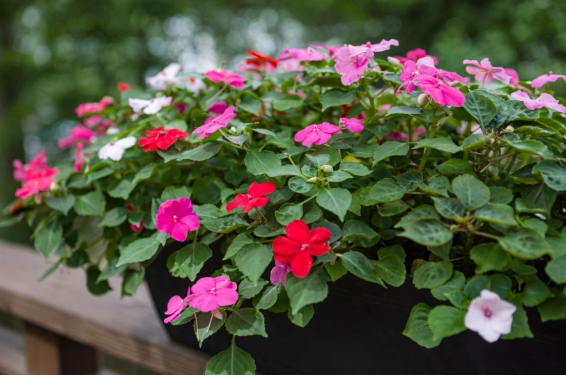 growing impatiens