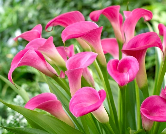 pink calla lily care