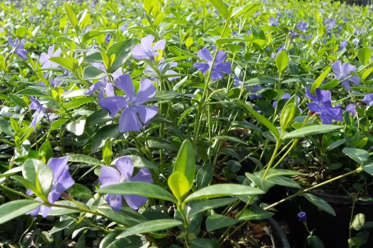 perennial vinca care