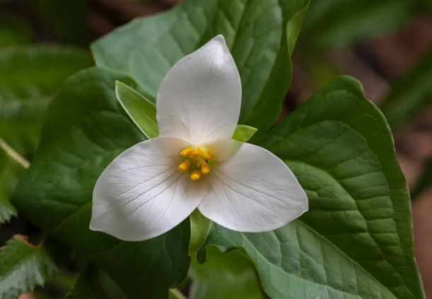 pacific northwest native plants