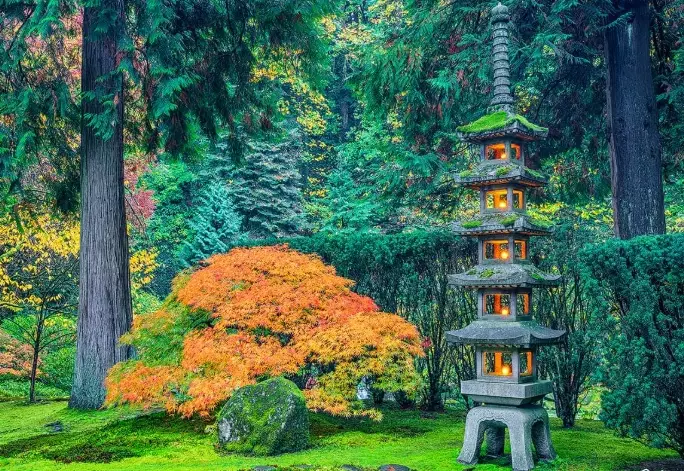 Japanese maples Portland