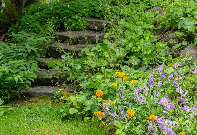 low maintenance native plants pnw