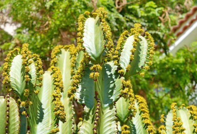 euphorbia identification