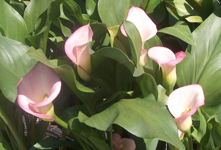 pink calla lily care