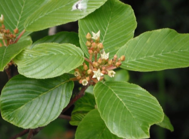 natural constipation relief