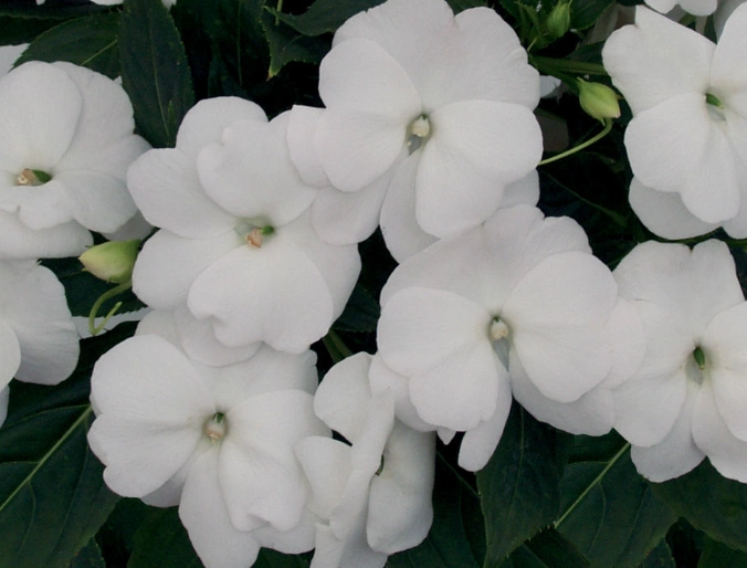 impatiens care