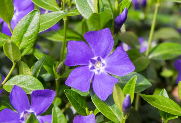 growing vinca major