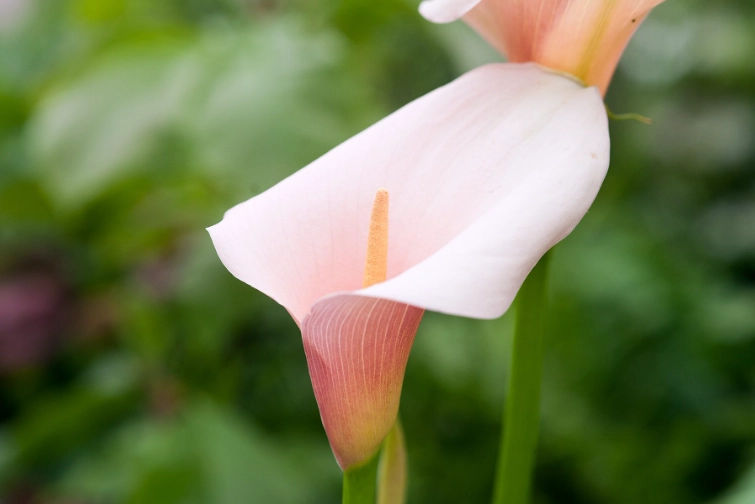 zantedeschia aethiopica pink