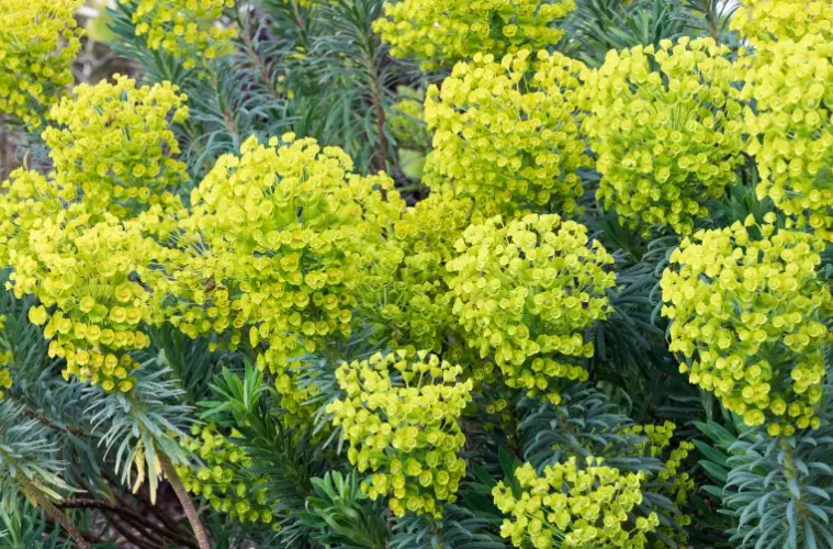 types of euphorbia plants