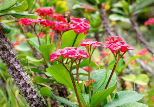 euphorbia varieties