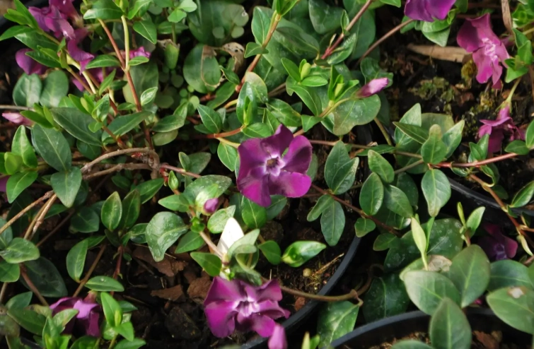 growing vinca major