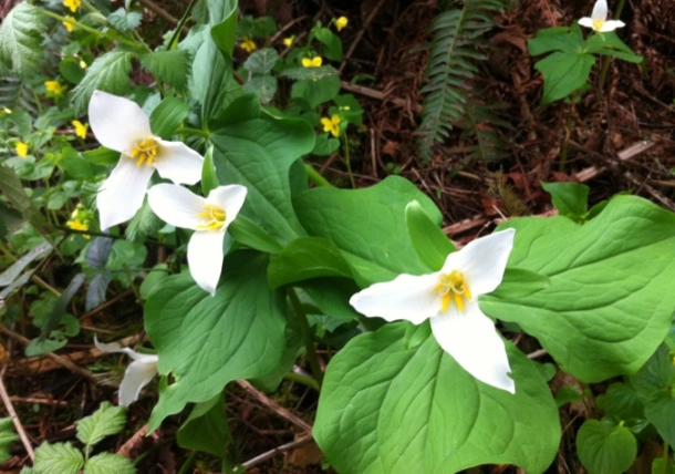 pnw native plants for sale