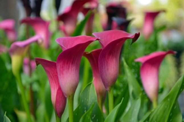 pink calla lily bulbs