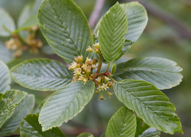 cascara sagrada uses