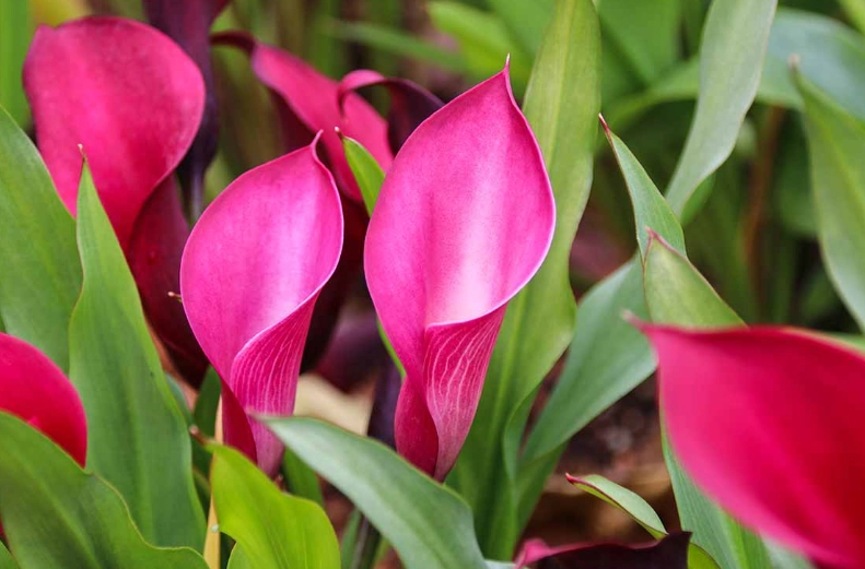 pink calla lily bulbs
