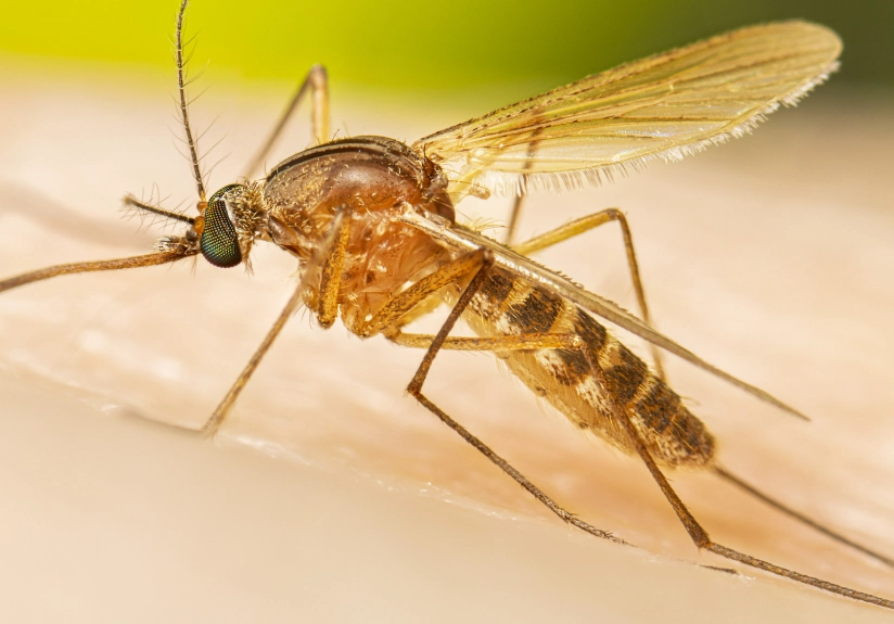 mosquito-borne diseases