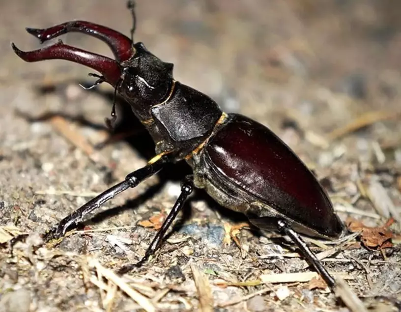 garden beetle control