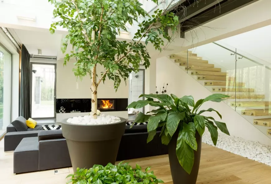 beginner indoor gardening