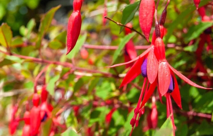 hardy fuchsia