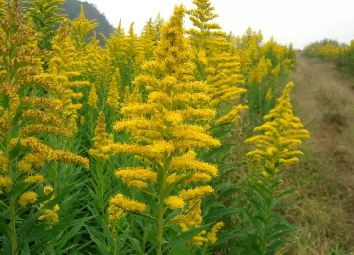 goldenrod plant benefits