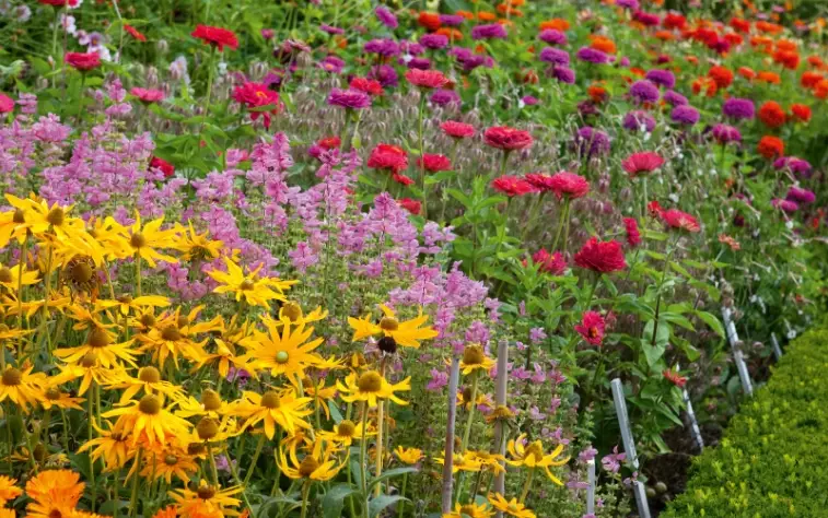 cut flower garden design