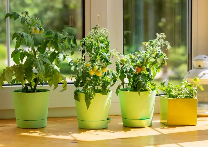 grow plants indoors