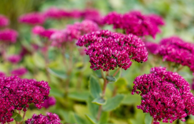 shade tolerant sedum