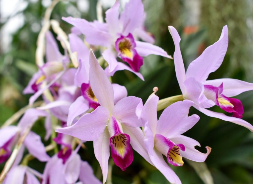 orchid care
