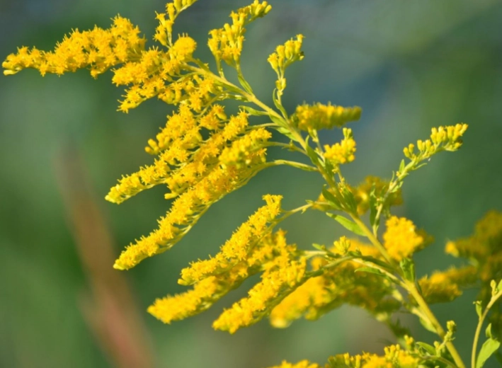 solidago species