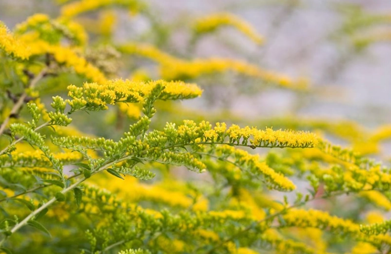goldenrod plant benefits