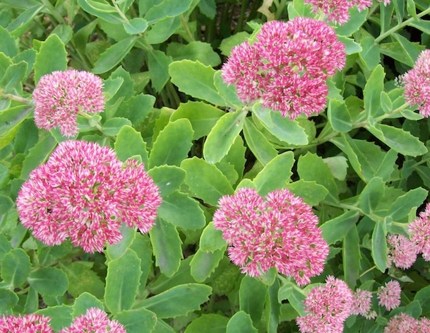 best sedum for shade