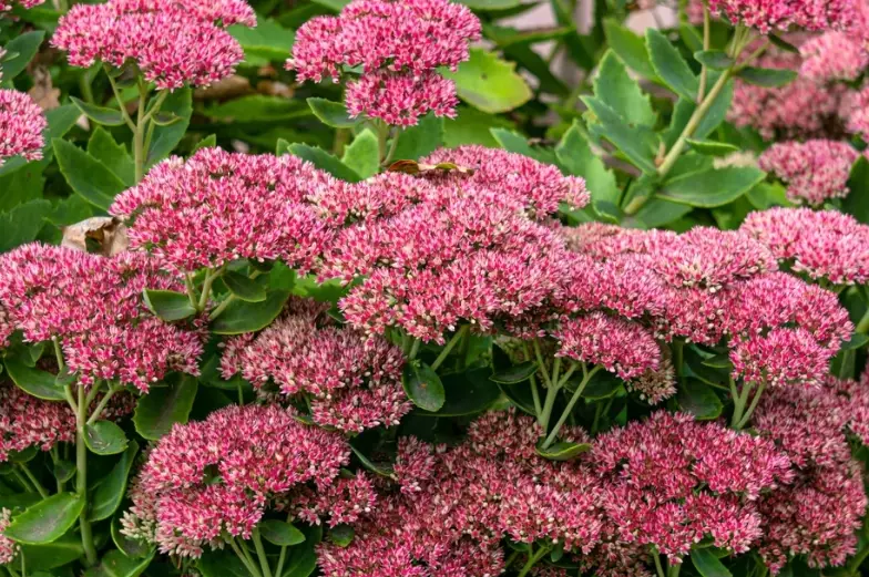 growing sedum in shade