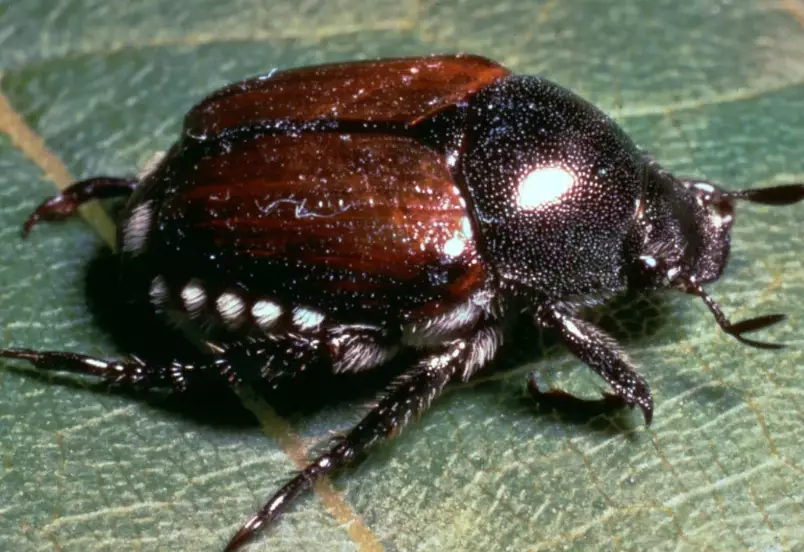 beetle identification