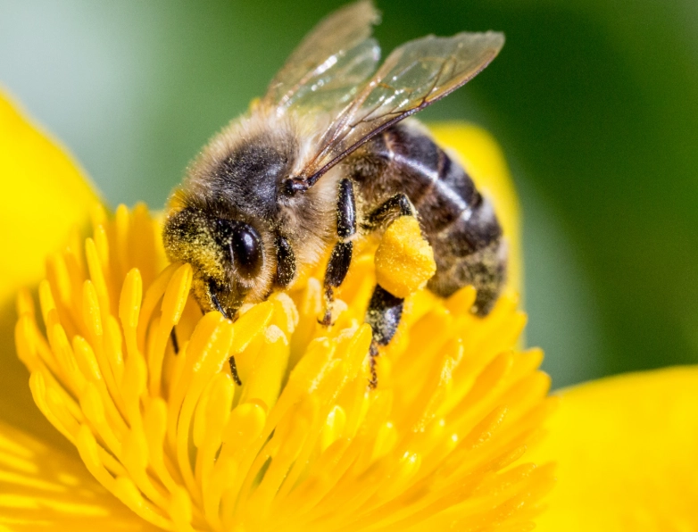 benefits of bees