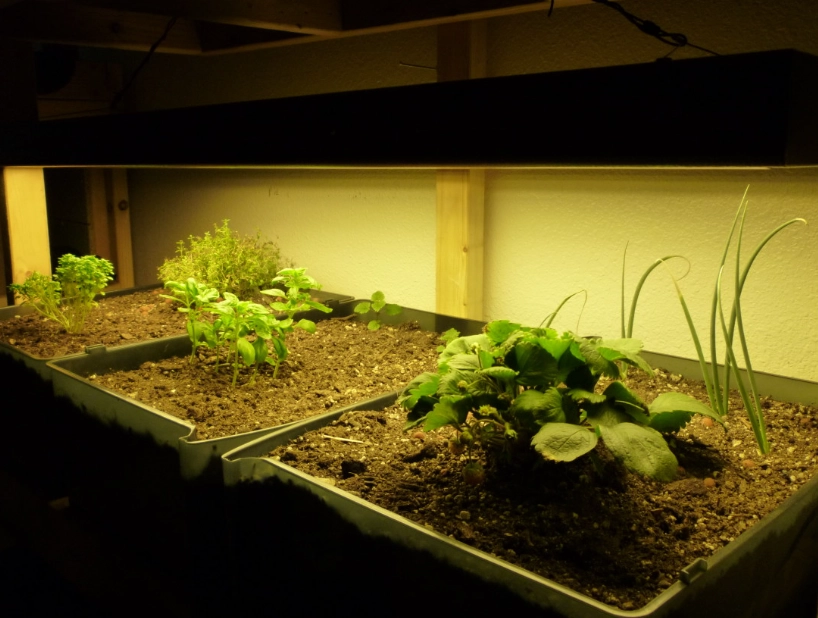 grow plants indoors